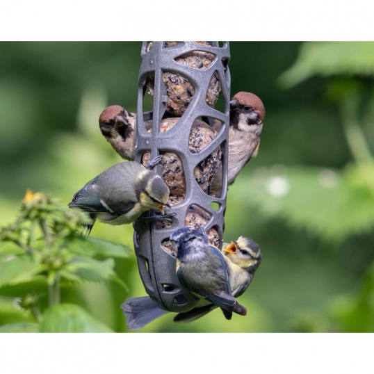 Boules de graisse : Invitez les oiseaux à votre balcon - Vive le