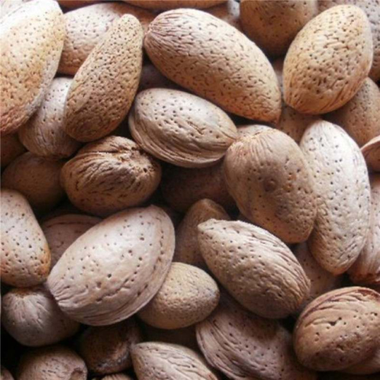 Amandes sèches en coque pour perroquets - 4kg